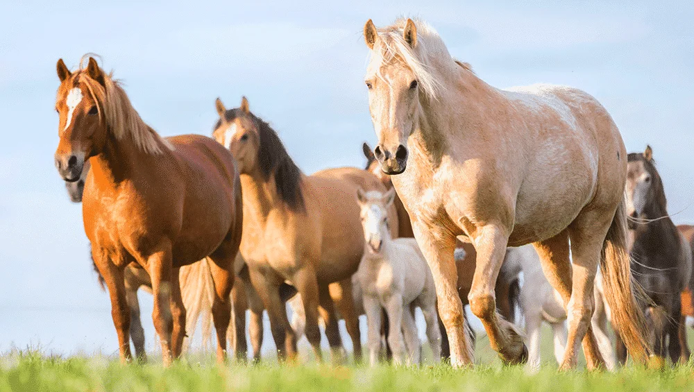 Link de Grupo WhatsApp Cavalos