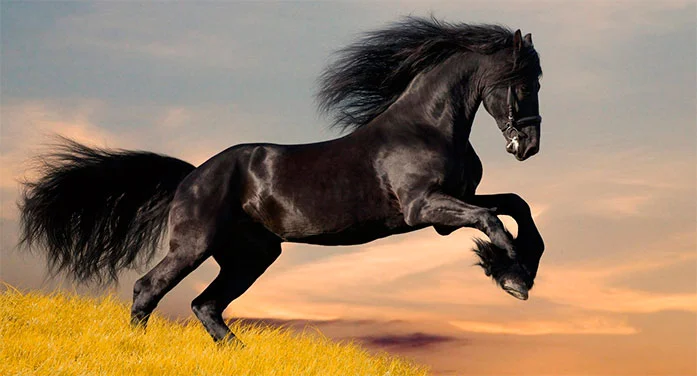 Link de Grupo WhatsApp Cavalos