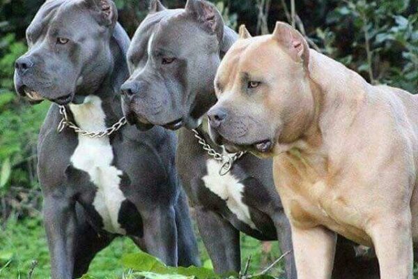 Grupo de WhatsApp PITMONSTERS – PITBULL