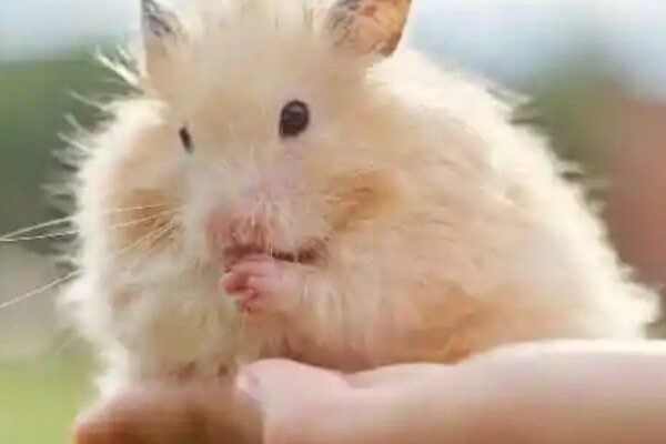 Grupo de WhatsApp Roedores e Lagomorfos! 🐰