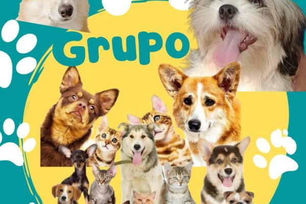 Grupo de WhatsApp CÃES E GATOS VENDA E DOAÇÃO E AJUDA DE ANIMAIS