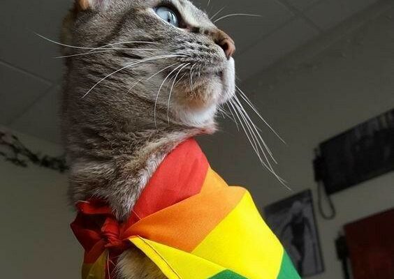 Grupo de WhatsApp 🏳️🌈 orgulhos lgbtqia+🏳️🌈