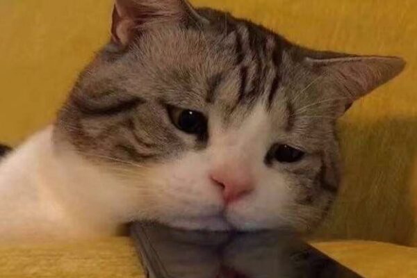 Grupo de WhatsApp 𝙎𝙢𝙖𝙨𝙝 ぷ