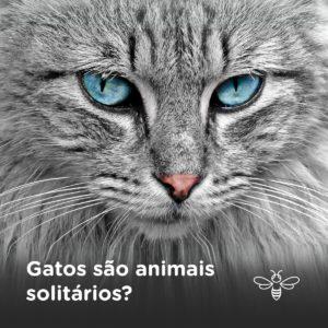 Grupo de WhatsApp Solitários