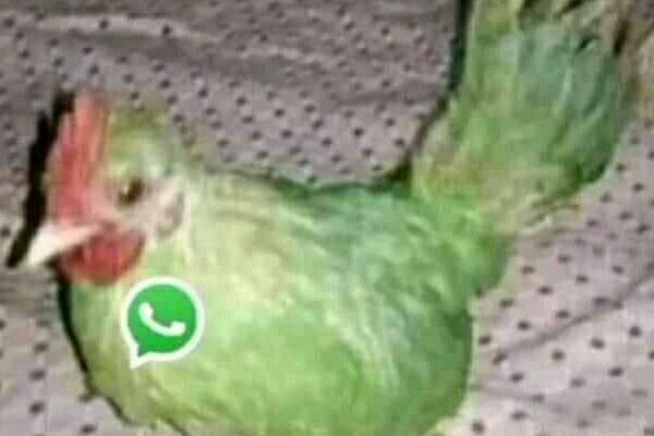 Grupo de WhatsApp Xitiposter raix 🥶🥶🥶