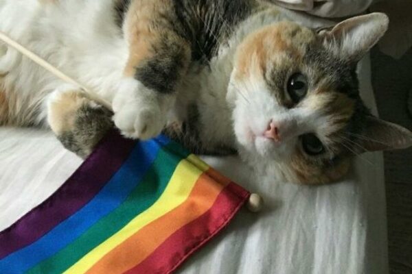 Grupo de WhatsApp LGBT ENCUBADOS
